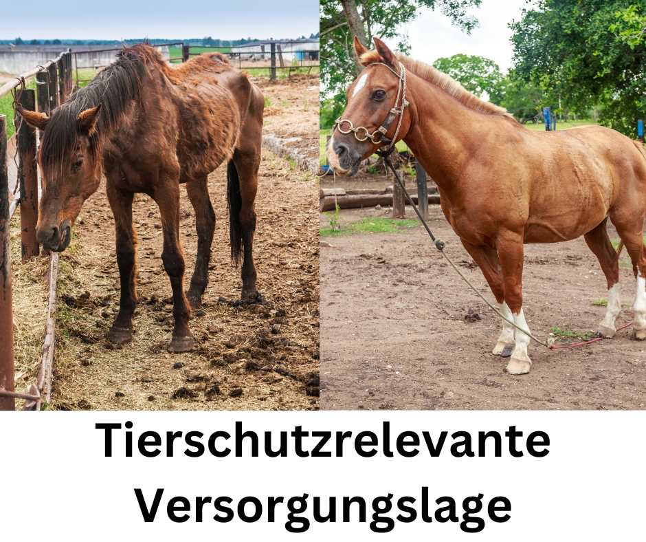 Das deutsche Tierschutzgesetz (TSchG)